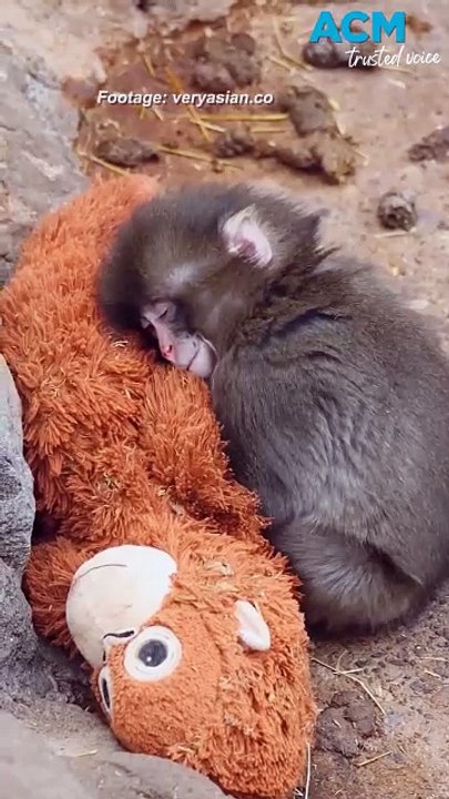 ‘Punch’ and his plushie: baby monkey becomes internet celebrity