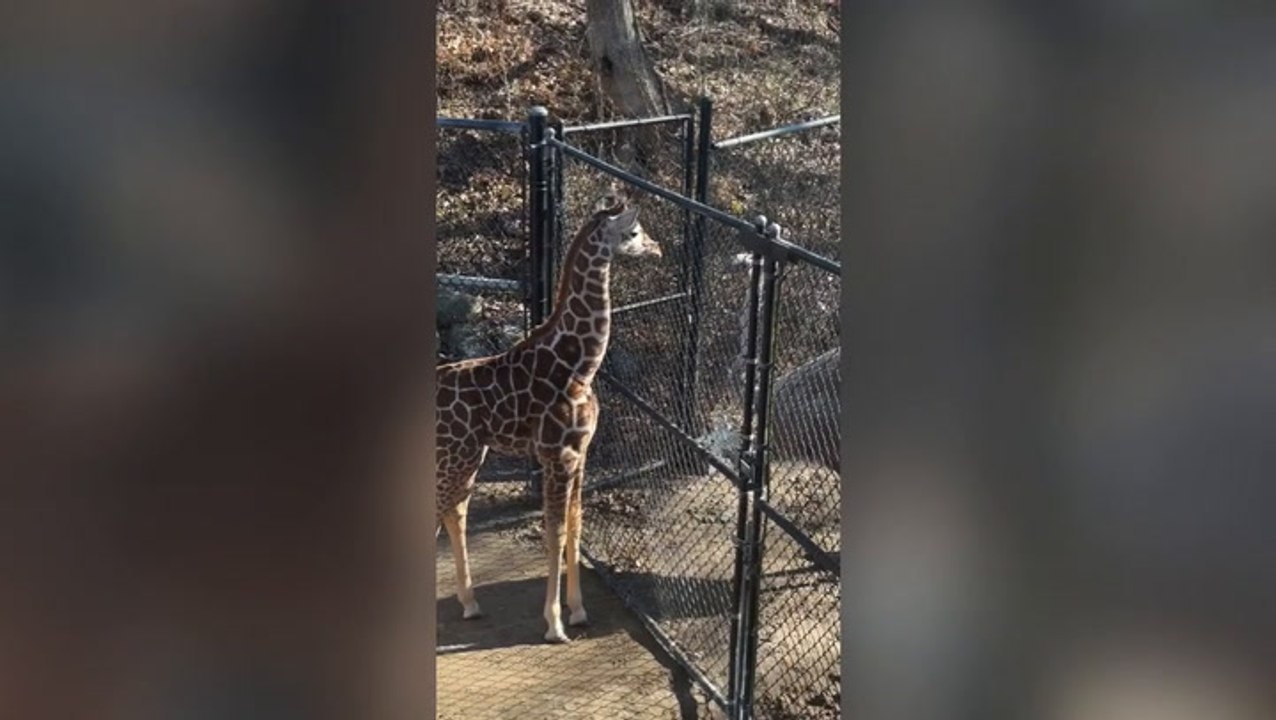 Giraffe and ostrich gets into epic staring contest at Memphis Zoo