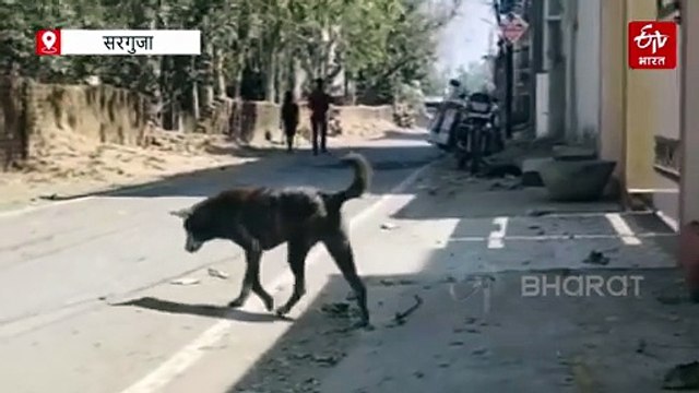 सरगुजा में डॉग बाइट के चौंकाने वाले आंकड़े, जानिए रेबीज के जबड़े से बचने के उपाय