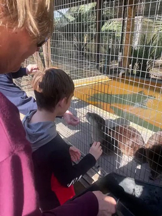 Otter Feeding 2023 12 27 11 13 17