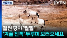 철원 평야 '훨훨'..."겨울 진객, 두루미 보러오세요" / YTN