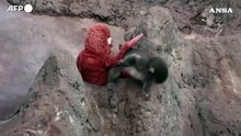 Punch, il cucciolo di macaco abbandonato dalla madre che si consola con un peluche