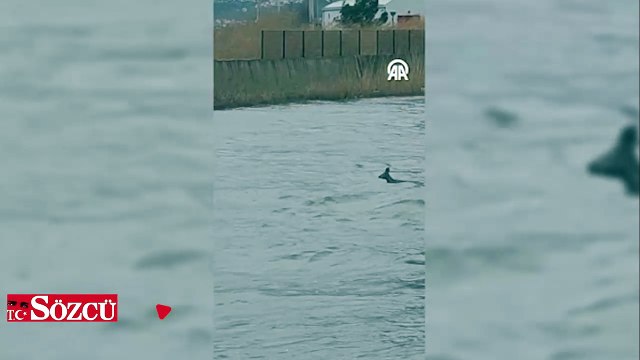 Balıkesir'de dere yatağında mahsur kalan karaca kurtarıldı