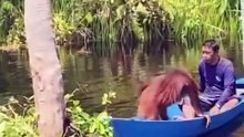 Tintom, Orang Utan yang Diantar dan Dijemput Petugas Untuk Pergi ke Sekolah Hutan