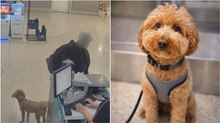 Las Vegas, lascia il cagnolino in aeroporto per non perdere il volo: denunciata