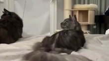Two Maine Coons + a Child’s Laughter = Pure Happiness 🥹🐈‍⬛ #cat #fun #funny #happy