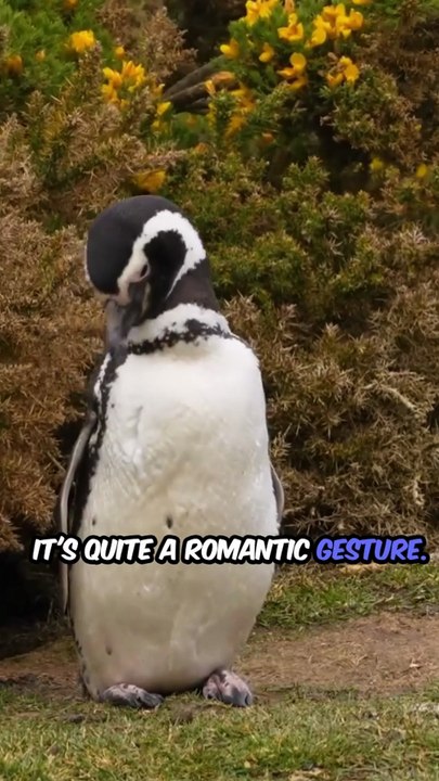 If they don’t bring you a rock… are they even serious? 😏Tag your future penguin partner 🐧❤️ #follow