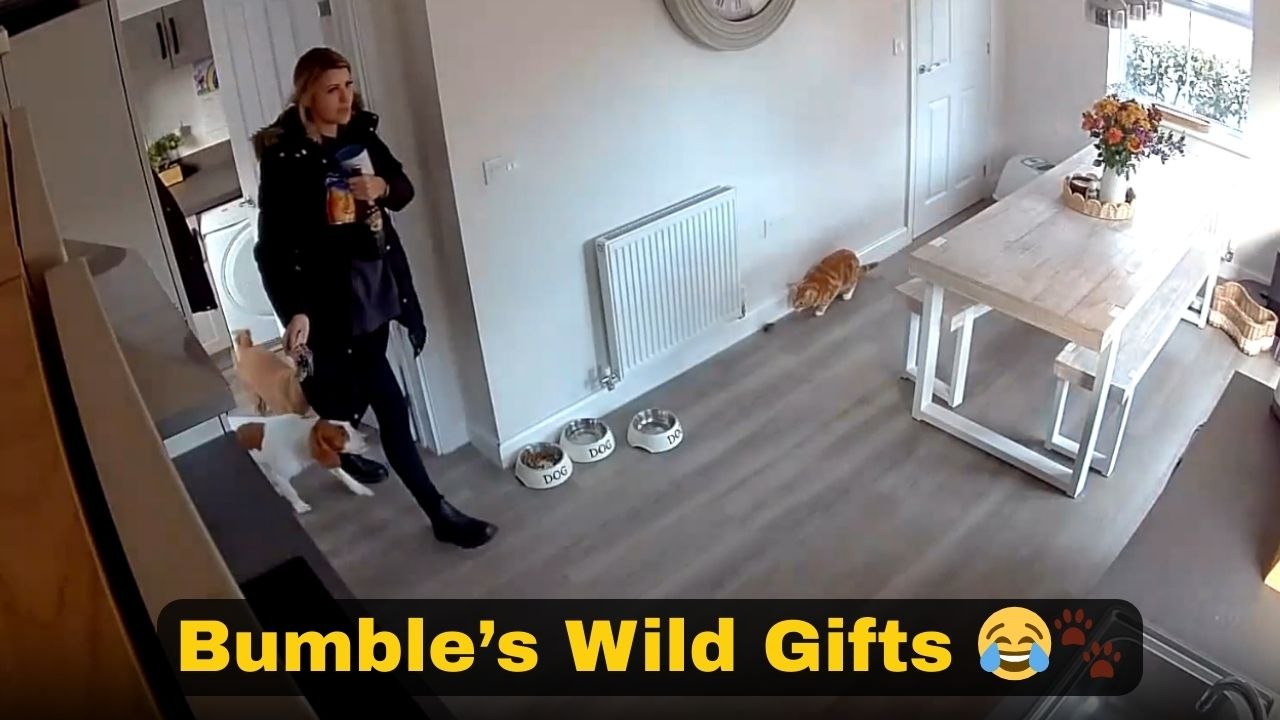 'This Bloody Cat!' - Cat carries a tiny mouse into the house and suddenly turns a calm moment into chaos