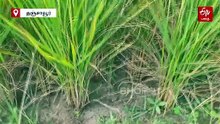 கும்பகோணம் அருகே காயும் 400 ஏக்கர் நெற்பயிர்கள்; வெண்ணாறு மடையை மாற்ற விவசாயிகள் கோரிக்கை