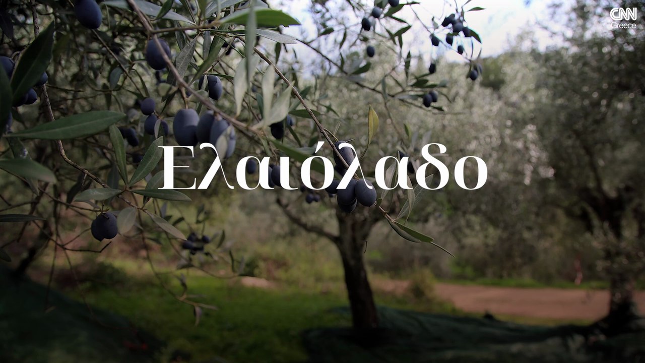 Ελαιόλαδο. Ο πράσινος χρυσός της Ελλάδας