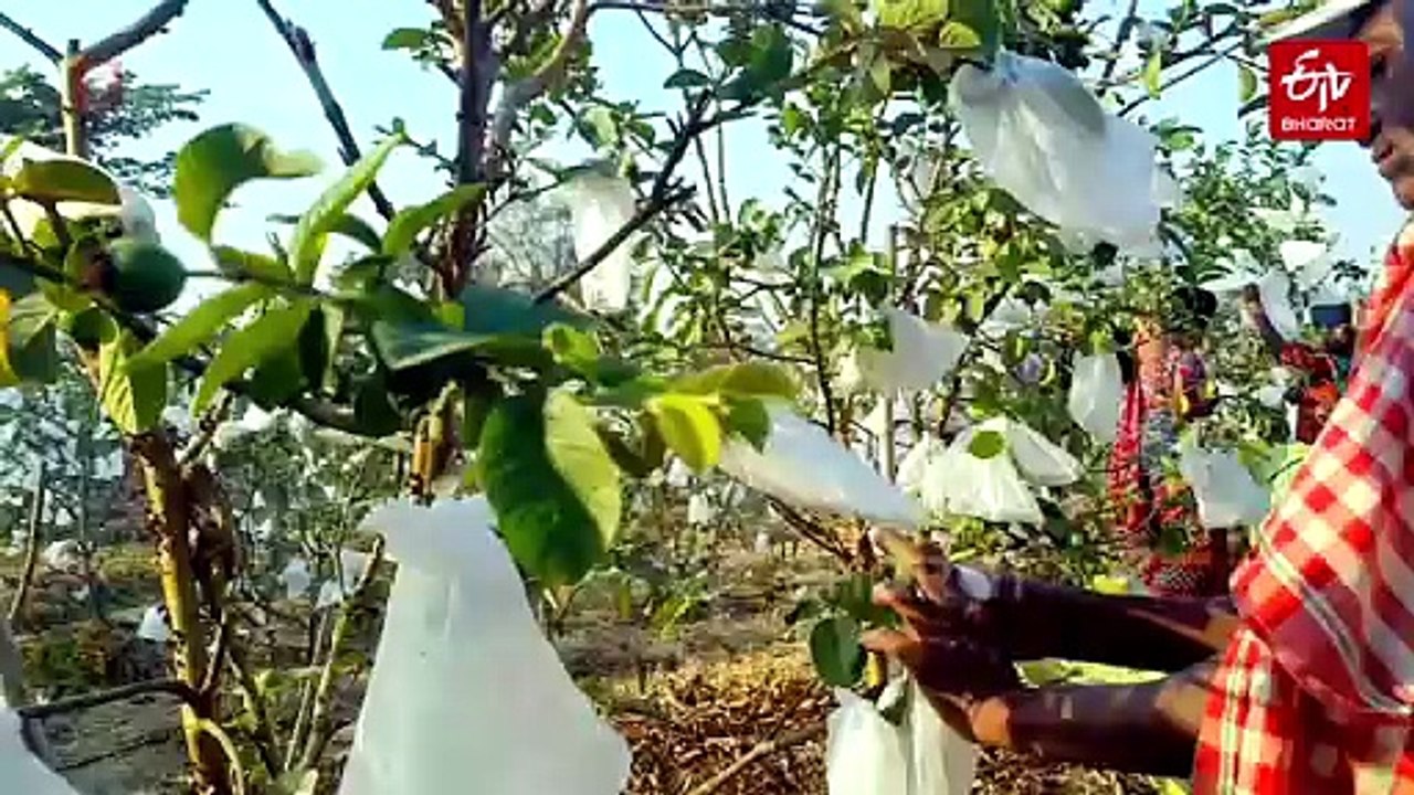 Sambalpur Farmer Earns Rs 50 Lakh Annually From Organic Thai And Japanese Black Diamond Guava