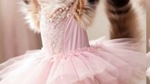This kitten thinks ballet is easy!! Watch till the end!