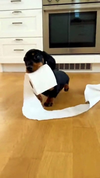 Dachshund Puppy #dog #kingdomofawais