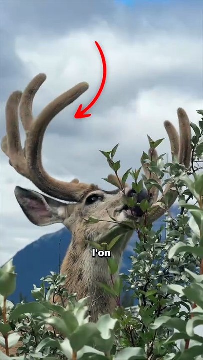 Il a des branches de 15kg sur la tête ! #élan #cerf #animaux #nature #science