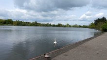 Yeadon Tarn Leeds bird flu cases confirmed