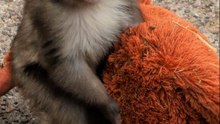 Punch, el monito bebé abandonado encuentra consuelo en un orangután de peluche