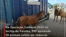 Na Operação Carnaval 2026 no Sertão da Paraíba, PRF apreende 59 animais soltos em rodovias