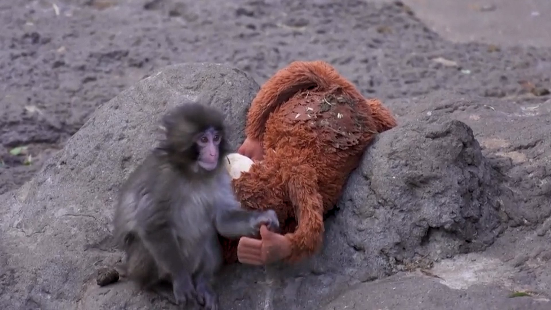 Lo que comenz� como la simple alerta de un visitante en un sofocante d�a de julio termin� transform�ndose en una historia profundamente conmovedora que ha dado la vuelta a las redes sociales. Punch, una cr�a de macaco japon�s, fue abandonado por su madre poco despu�s de nacer en el Ichikawa City Zoo y encontr� consuelo en un sustituto materno tan inusual como enternecedor: un peluche de orangut�n.
El peque�o apareci� solo dentro del recinto de la manada en el zool�gico situado en Ichikawa, en la prefectura de Chiba, cerca de Tokio. Seg�n explicaron los cuidadores, su madre, una hembra joven que afrontaba su primer parto, pudo haberlo rechazado a causa del estr�s y de las altas temperaturas del verano japon�s.
Para ayudarlo, el equipo prob� distintas soluciones: enrollaron toallas de varios grosores y le ofrecieron diferentes juguetes de felpa hasta hallar el m�s adecuado. Finalmente, optaron por el peluche de orangut�n.

Con el paso de las semanas, Punch fue ganando confianza. Aunque al principio no se separaba de su inseparable compa�ero, hoy pasa m�s tiempo interactuando con otros macacos, que incluso lo acicalan, mostrando se�ales claras de integraci�n y recuperaci�n emocional.