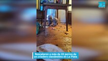 Rescataron a más de 20 perros de un criadero clandestino en La Plata