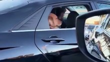 comedy reaction of dog in car