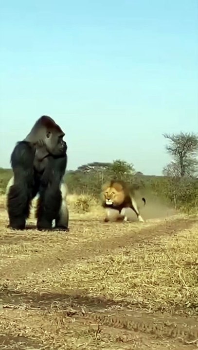 New. Animal video.  #animal