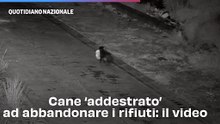Cane ‘addestrato’ ad abbandonare i rifiuti: il video
