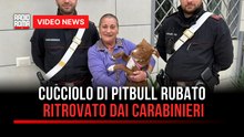 Cucciolo di pitbull rubato, ritrovato dai carabinieri