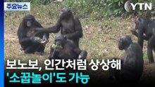 "보노보, 인간처럼 상상할 수 있어...'소꿉놀이' 가능" / YTN
