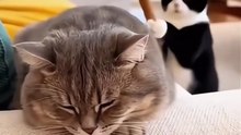 cats funny moments. CatS gossip hhhhhh HHHHH hhhhhh cats funniest short video