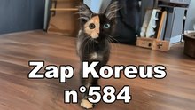Zap Koreus n°584