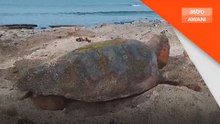 Penyu laut bertelur lebih awal