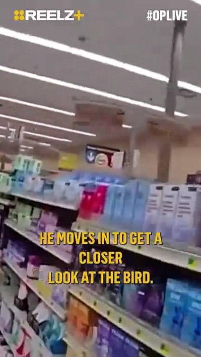 3-foot Turkey Strutted Into a Pharmacy And Refused To Leave Quietly