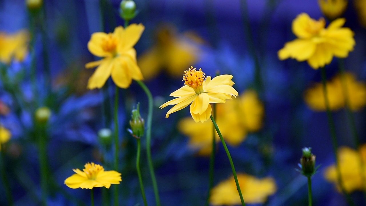 Sulphur Cosmos Flower