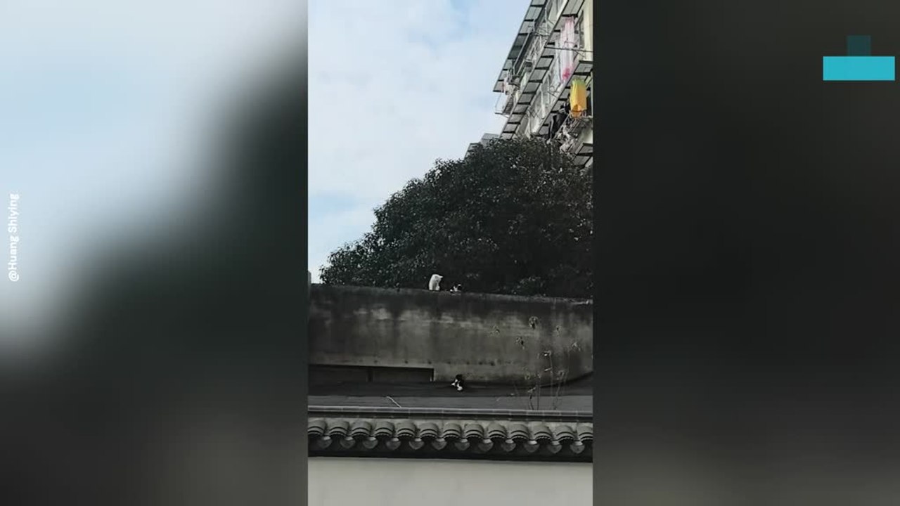 Mother Cat Teaches Stranded Kitten How to Climb Safely on Rooftop Edge