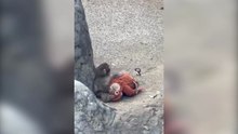Punch il macaco rifiutato dalla mamma che cresce con un peluche dell'ikea