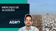 Produção de algodão cai na safra 25/26: mercado, vendas e cenário financeiro | Hora H do Agro