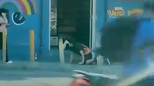 🐶 “¡Sáquese de aquí!”, gritó una mujer de la tercera edad al lanzar agua a un hombre vestido de perro que presuntamente se disponía a or1nar afuera de su local.