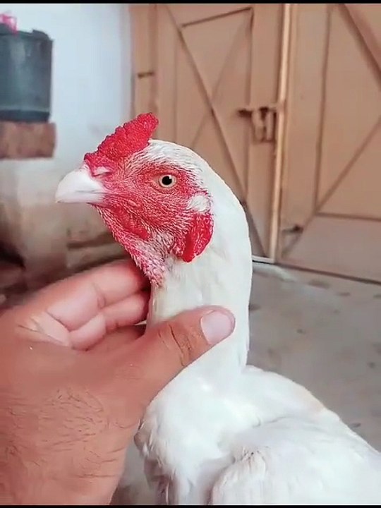 Peela Aseel Pair #aseelhen #ayam #ayamcemani #ayamcemanichicken #ayamwarnawarni #ayamfilipin #ayman