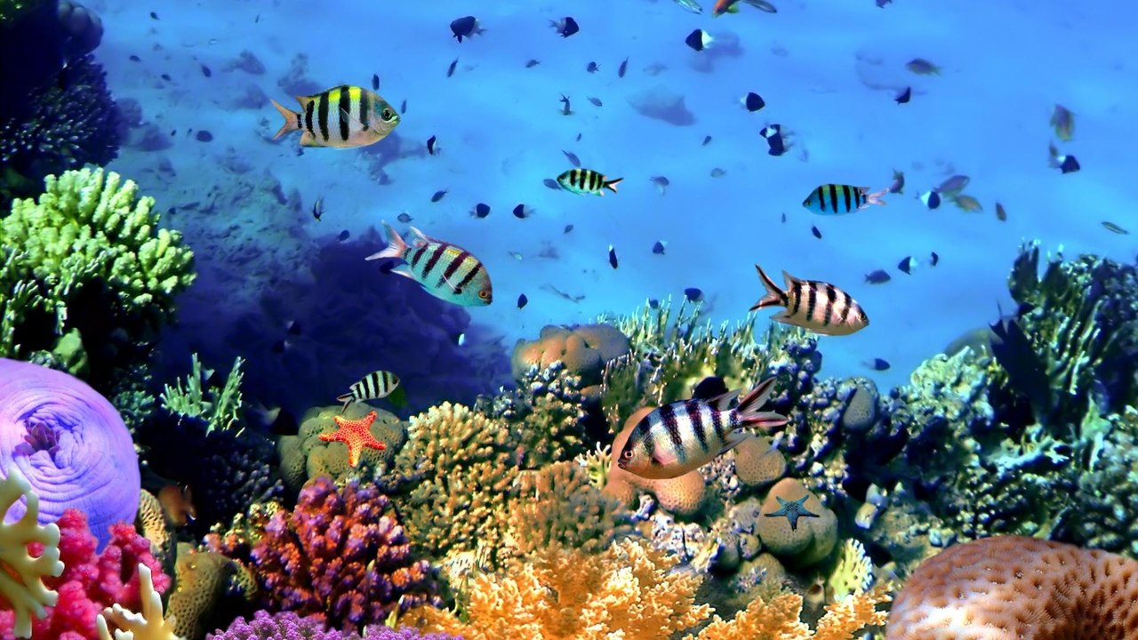 El Caribe bajo alerta: estudio en Nature revela pérdida del 70% de biodiversidad en arrecifes