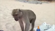Monkey Tries to Snatch Diving Mask on Beach! 😂|| Heartsome 💖