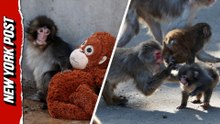 Punch the Orphan Monkey Clings To Plush Mom After Being Thrown Around by Others