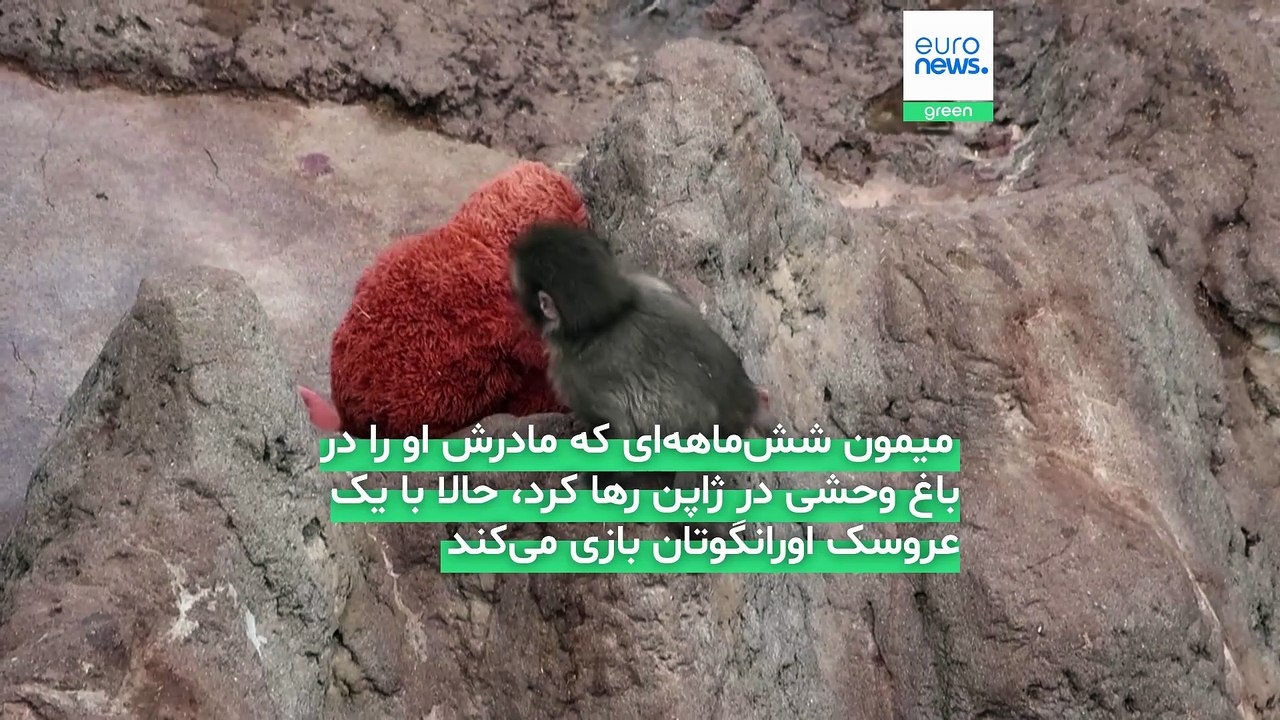 وقتی یک عروسک جای مادر را گرفت؛ روایت زندگی میمونی که مادرش او را تنها گذاشت
