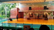 Pertunjukan Singa Laut (Sea Lion Show) di Ocean Dream Samudra Ancol #oceandreamsamudra #singalaut