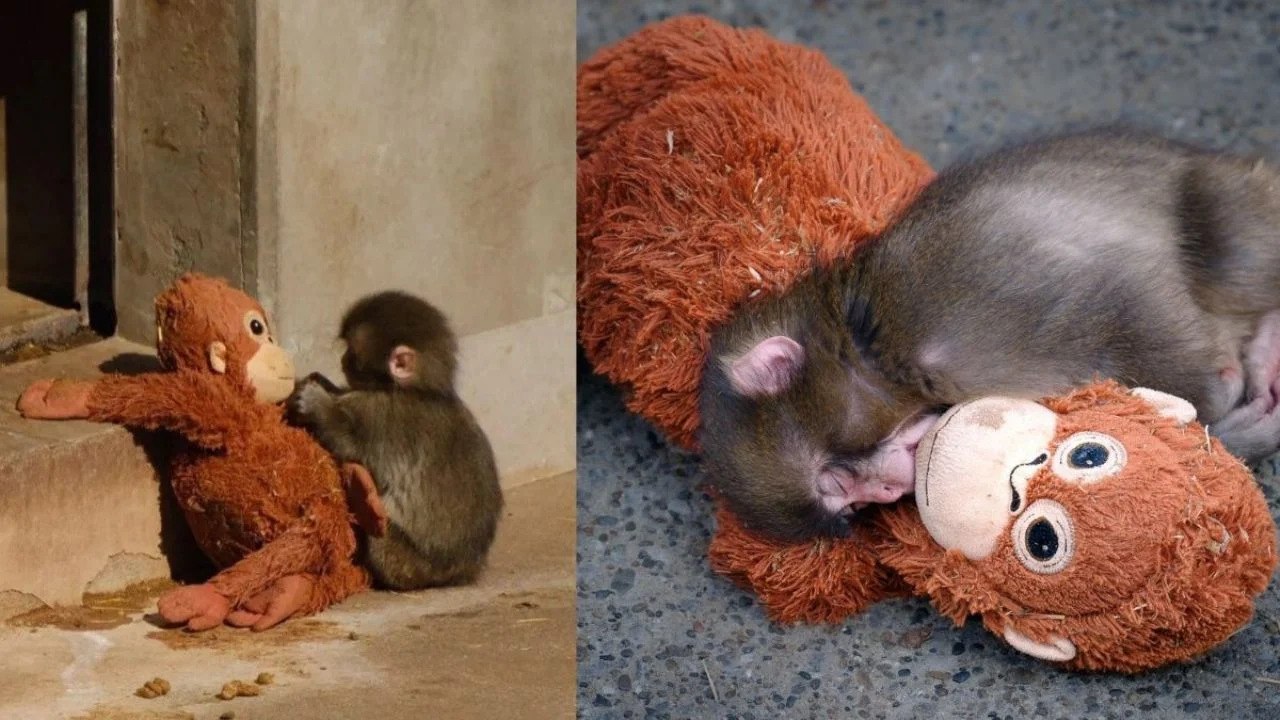 Punch, el tierno macaco viral por aferrarse a un peluche tras ser abandonado