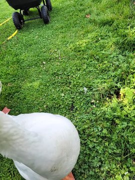 Very important face-to-face chat with Lemongrab. | #SparklegleamFarm #Tooey #Lemongrab #homestead #geese #farmanimals #soft #cute