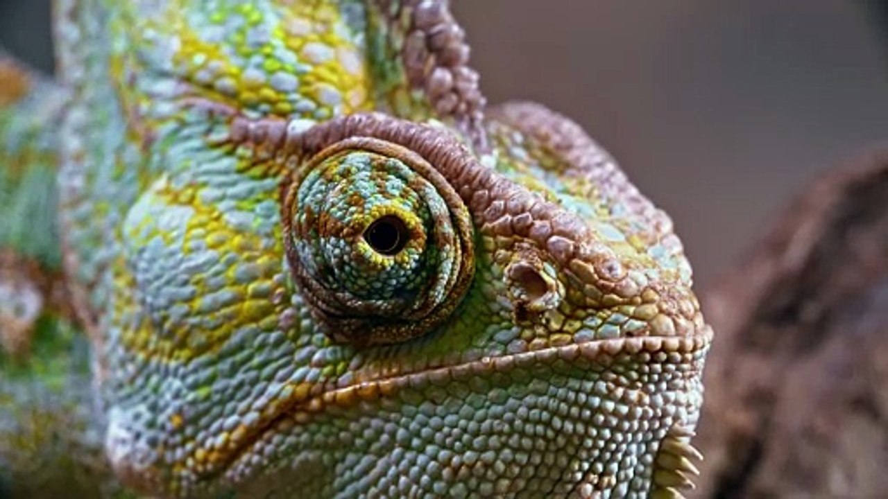 Chameleon