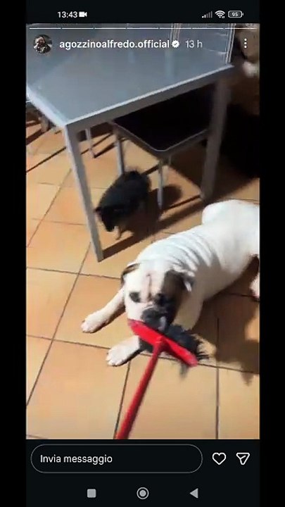 Agozzino Alfredo story giocando con i miei amici cani sotto la pioggia