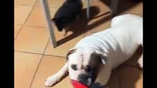 Agozzino Alfredo story giocando con i miei amici cani sotto la pioggia