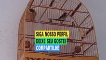 Coleiro Papa-Capim Cantando Alto | Ouça Esse Canto Incrível!