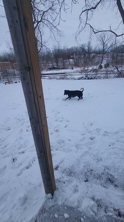 playing with my dog